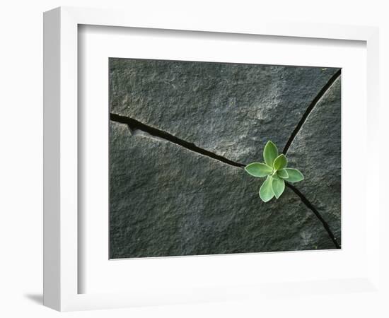 Plant Growing in Cracked Boulder-Micha Pawlitzki-Framed Photographic Print