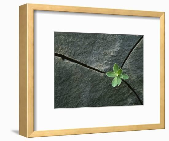 Plant Growing in Cracked Boulder-Micha Pawlitzki-Framed Photographic Print