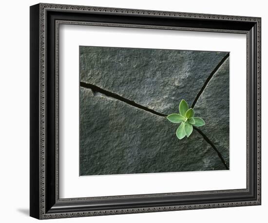 Plant Growing in Cracked Boulder-Micha Pawlitzki-Framed Photographic Print