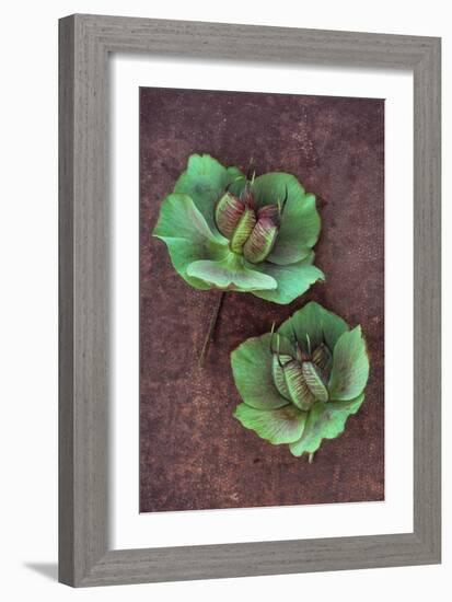 Plant Leaf-Den Reader-Framed Photographic Print