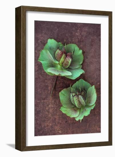 Plant Leaf-Den Reader-Framed Photographic Print