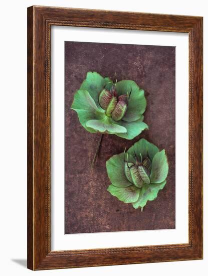 Plant Leaf-Den Reader-Framed Photographic Print