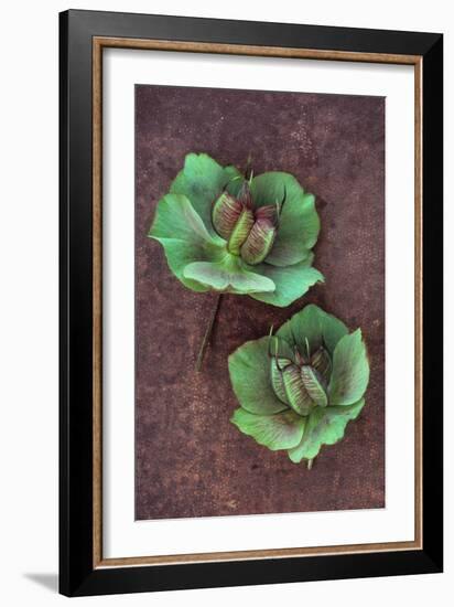 Plant Leaf-Den Reader-Framed Photographic Print