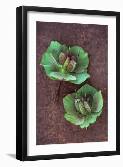 Plant Leaf-Den Reader-Framed Photographic Print