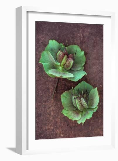 Plant Leaf-Den Reader-Framed Photographic Print