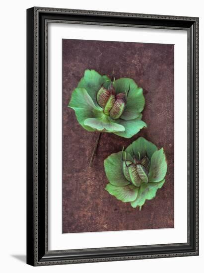 Plant Leaf-Den Reader-Framed Photographic Print