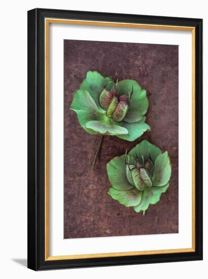 Plant Leaf-Den Reader-Framed Photographic Print