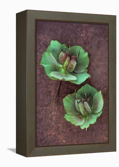 Plant Leaf-Den Reader-Framed Premier Image Canvas