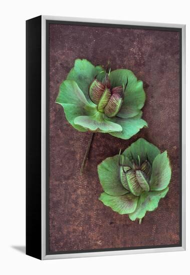Plant Leaf-Den Reader-Framed Premier Image Canvas
