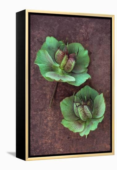 Plant Leaf-Den Reader-Framed Premier Image Canvas