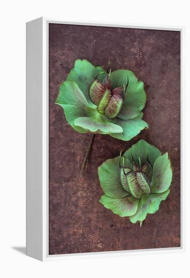 Plant Leaf-Den Reader-Framed Premier Image Canvas