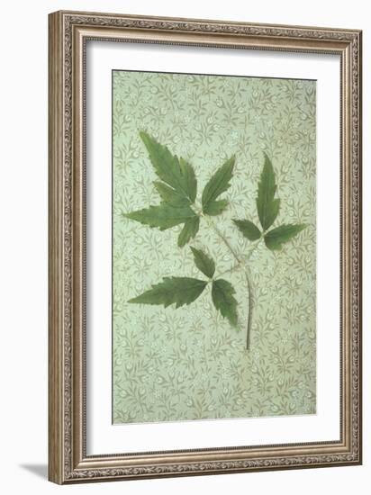 Plant Leaf-Den Reader-Framed Photographic Print