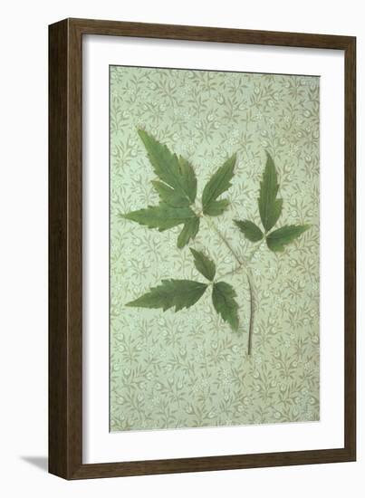 Plant Leaf-Den Reader-Framed Photographic Print