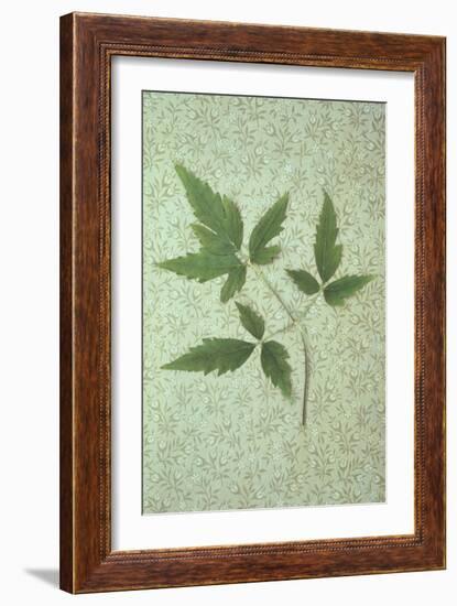 Plant Leaf-Den Reader-Framed Photographic Print