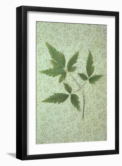 Plant Leaf-Den Reader-Framed Photographic Print