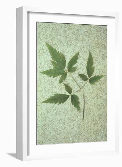 Plant Leaf-Den Reader-Framed Photographic Print