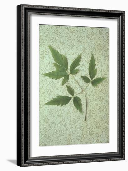 Plant Leaf-Den Reader-Framed Photographic Print