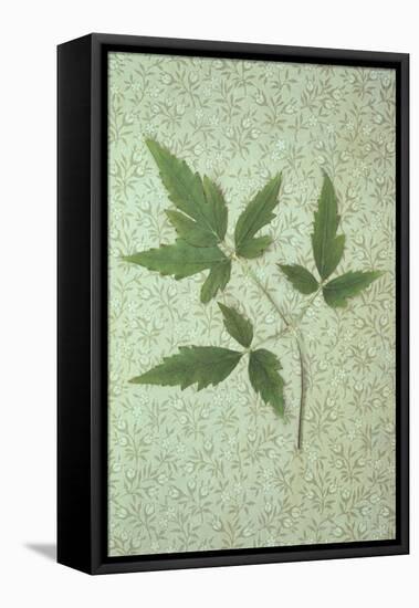 Plant Leaf-Den Reader-Framed Premier Image Canvas