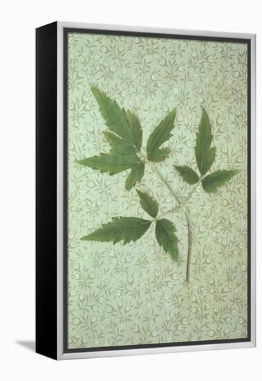 Plant Leaf-Den Reader-Framed Premier Image Canvas