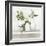 Plant Life II-Julia Purinton-Framed Art Print