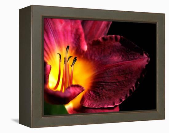 Plant Matches-Philippe Sainte-Laudy-Framed Premier Image Canvas