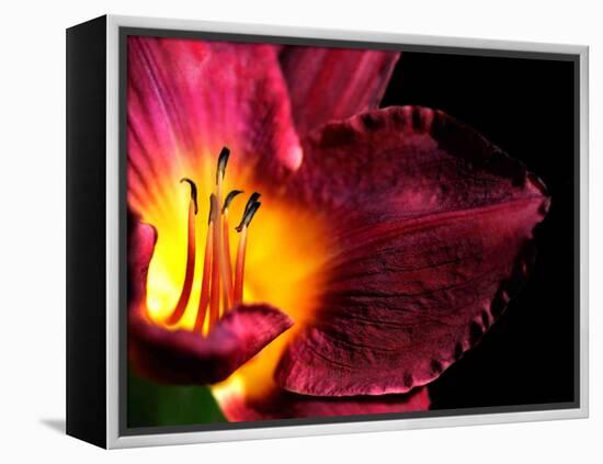 Plant Matches-Philippe Sainte-Laudy-Framed Premier Image Canvas