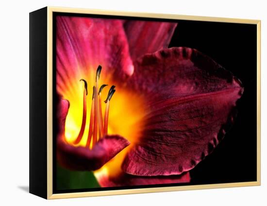 Plant Matches-Philippe Sainte-Laudy-Framed Premier Image Canvas