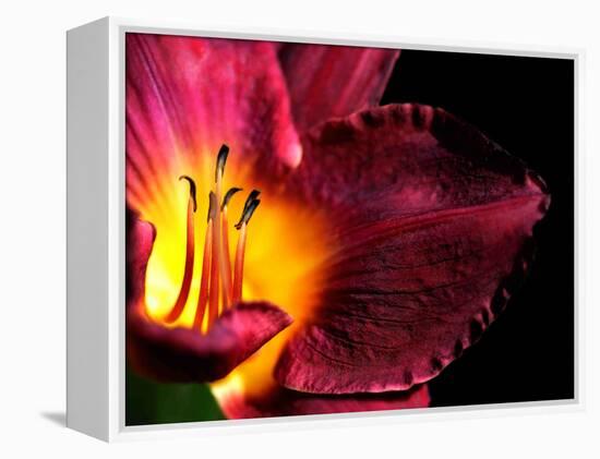 Plant Matches-Philippe Sainte-Laudy-Framed Premier Image Canvas