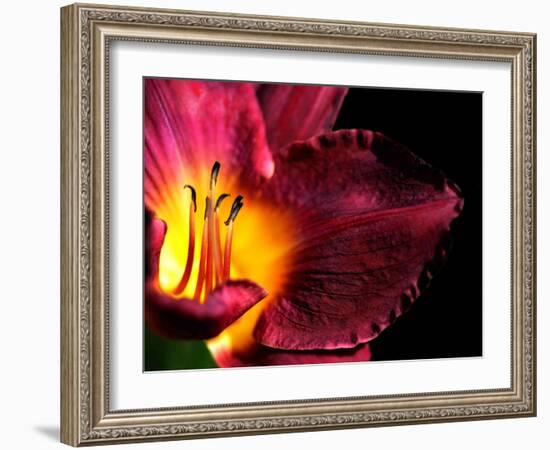 Plant Matches-Philippe Sainte-Laudy-Framed Photographic Print