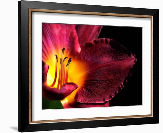 Plant Matches-Philippe Sainte-Laudy-Framed Photographic Print