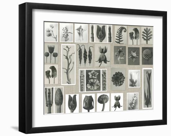 Plant Pictorial-Karl Blossfeldt-Framed Giclee Print