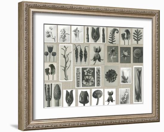 Plant Pictorial-Karl Blossfeldt-Framed Giclee Print