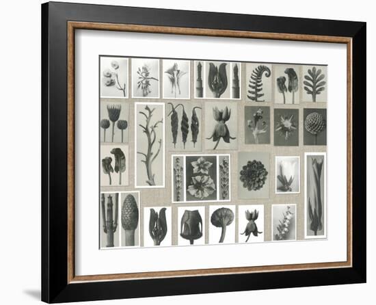 Plant Pictorial-Karl Blossfeldt-Framed Giclee Print