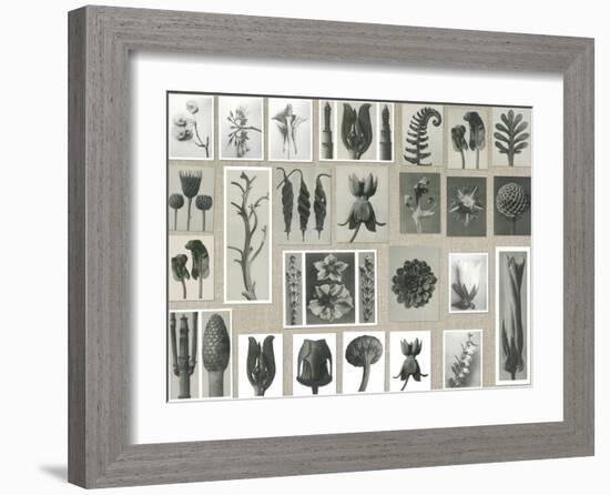 Plant Pictorial-Karl Blossfeldt-Framed Giclee Print