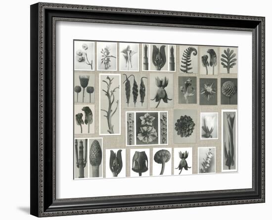 Plant Pictorial-Karl Blossfeldt-Framed Giclee Print