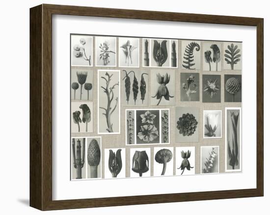 Plant Pictorial-Karl Blossfeldt-Framed Giclee Print