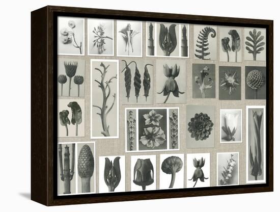 Plant Pictorial-Karl Blossfeldt-Framed Stretched Canvas