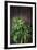 Plant Portrait - Evolution-Irene Suchocki-Framed Giclee Print