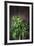 Plant Portrait - Evolution-Irene Suchocki-Framed Giclee Print