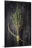 Plant Portrait - Sentience-Irene Suchocki-Mounted Giclee Print