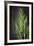 Plant Portrait - Thrive-Irene Suchocki-Framed Giclee Print