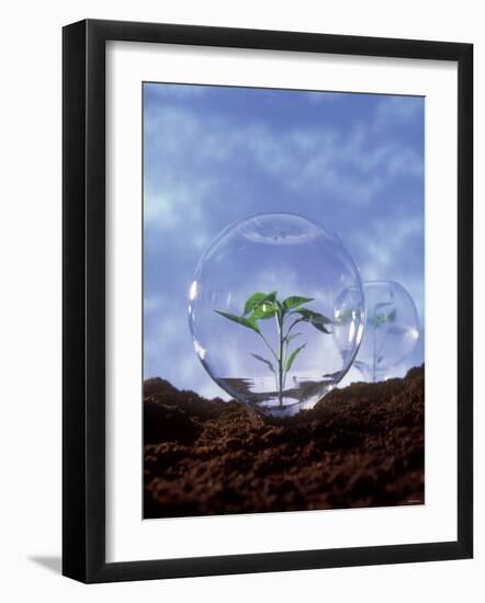 Plant Protection: Young Plant Under Glass Dome-Roland Krieg-Framed Photographic Print