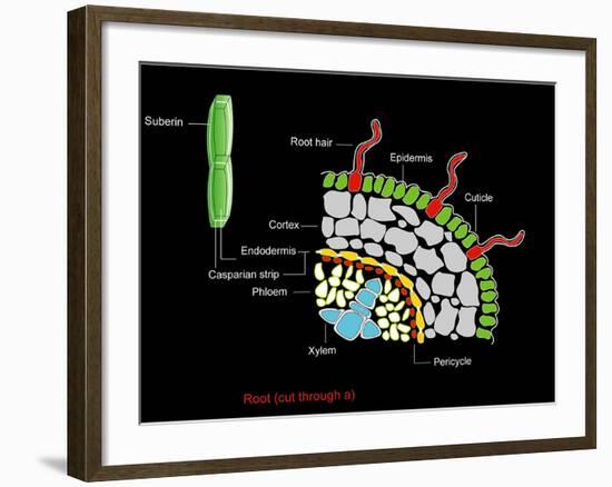 Plant Root Anatomy, Artwork-Francis Leroy-Framed Photographic Print