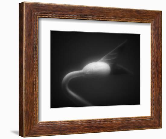 Plant Sprout-Henry Horenstein-Framed Photographic Print