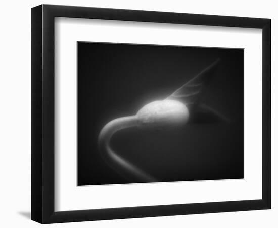 Plant Sprout-Henry Horenstein-Framed Photographic Print