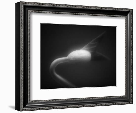 Plant Sprout-Henry Horenstein-Framed Photographic Print