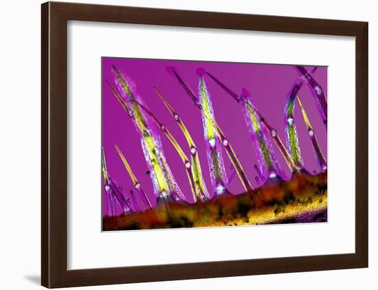 Plant Stem Trichomes, Light Micrograph-Dr. Keith Wheeler-Framed Photographic Print