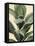 Plant Study II-Annie Warren-Framed Stretched Canvas