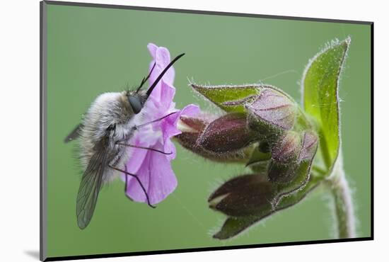 Plant, True Comfrey, Symphytum Officinale, Insect-Rainer Mirau-Mounted Photographic Print