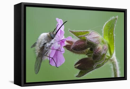 Plant, True Comfrey, Symphytum Officinale, Insect-Rainer Mirau-Framed Premier Image Canvas